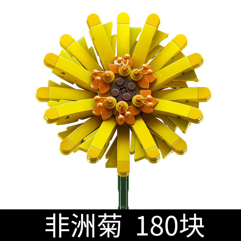 24003 ดอกเบญจมาศแอฟริกัน