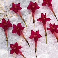 Bunga Asli Cypress Vine Morning Glory yang Ditekan