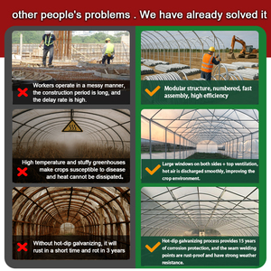 Serre tunnel agricole économique et durable à simple travée en tuyaux galvanisés pour pépinière de tomates - Product Image 5