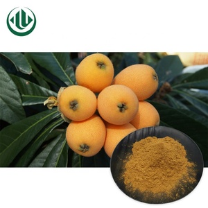 20% 25% 50% 98% de Ácido Ursólico <span class=keywords><strong>Loquat</strong></span> Eriobotrya Japonica Extrato Da Folha <span class=keywords><strong>Loquat</strong></span> Extrato de Folhas Em Pó - Product Image 2