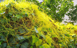 Лидер продаж, Натуральный китайский экстракт семян, порошок, экстракт семени Cuscuta Reflexa, порошок Cuscutae по лучшей цене - Product Image 3