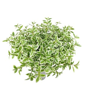 Nhỏ variegated pittosporum phun Lụa Nhân Tạo bonsai cây cọ cây xương rồng mọng nước treo Faux lá everbloom bán buôn - Product Image 3