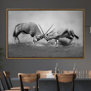Monochrome African Wildlife: Oryx Antelope Fight <b>Canvas</b> Print,GOLD <b>FRAMED</b> <b>CANVAS</b> - Product Image 3
