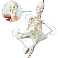 Modèle de squelette humain miniature de 45 cm, modèle de structure osseuse du corps entier avec support métallique, base blanche pour salle de classe de biologie