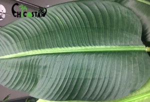 Nhà Máy Giá Sống Động Như Thật Trong Nhà Cây Bonsai Nhựa 13 Lá Du Lịch Cây Chuối Nhân Tạo Cây - Product Image 2