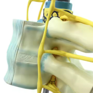 Equipo de enseñanza de ciencias médicas, modelo anatómico médico, modelo educativo, modelo de esqueleto de aumento del nervio espinal de PVC - Product Image 4