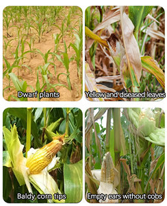 Plant-Based Water Soluble Liquid <strong>Fertilizer</strong> Humic Acid (Humate) 100% Purity Quick Release Rapid Rooting Enhanced Growth <strong>Maize</strong> - Product Image 3