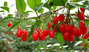 Pó De Suco De <span class=keywords><strong>Goji</strong></span> Natural Wolfberry Chinês Lycium Barbarum <span class=keywords><strong>Goji</strong></span> <span class=keywords><strong>Berry</strong></span> Extract Em Pó - Product Image 4