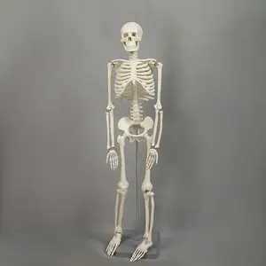 85厘米人体骨骼模型骨架模特