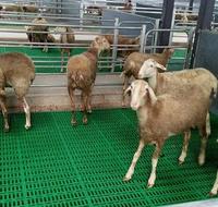 Suelo de Listones de Plástico para Ovejas, Equipo de Ganadería para Granjas y Otros Animales