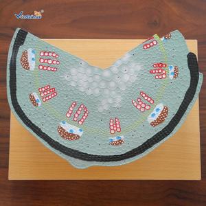 Modèle de cellule de structure souche dicot Modèle de cellule souche végétale Modèle anatomique de cellule végétale - Product Image 6