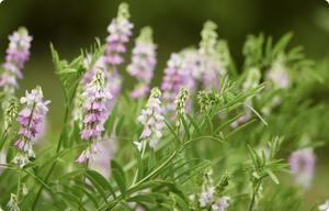 Kualitas tinggi <span class=keywords><strong>Galega</strong></span> <span class=keywords><strong>Officinalis</strong></span> Goat's Rue ekstrak bubuk Rue kambing - Product Image 3