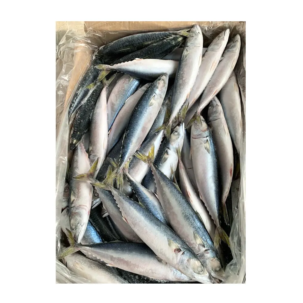 High Quality IQF Fresh Seafood Scomber Japonicus Frozen Pacific Mackerel Sea Frozen Pacific Mackerel Fish