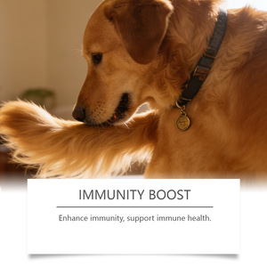 Masticables Multivitamínicos para Perros con Sabor a Pollo, Probióticos, Golosinas Diarias para el Bienestar de las Mascotas - Product Image 3