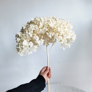 <span class=keywords><strong>Hortensia</strong></span> séchée conservée, <span class=keywords><strong>fleurs</strong></span> volumineuses <span class=keywords><strong>séchées</strong></span> Anna <span class=keywords><strong>hortensia</strong></span>, décorations de mariage, <span class=keywords><strong>hortensia</strong></span> pagode, vente en gros, 2023 - Product Image 4