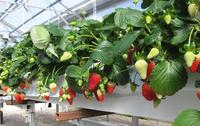 Canaux de culture hydroponique en PVC de qualité alimentaire, supports à semis de fraises à faible coût pour la vente en gros