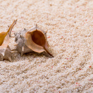 Natuurlijke <span class=keywords><strong>Aquarium</strong></span> Shell Koraal Zee Zand Filippijnen Zand <span class=keywords><strong>Aquarium</strong></span> Landschap Decoratie Cichlid Heremietkreeft Zand - Product Image 3