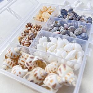 Miniaturas de Conchas Marinas para Jardín de Hadas, Colección de Vida Marina para Proyectos de Arte y Manualidades, Decoraciones y Recuerdos de Fiesta - Product Image 2