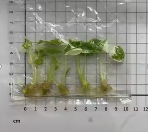 Venta popular y caliente: Anillo de Fuego de Filodendro-decoración verde para la sala de estar del hogar - Product Image 3