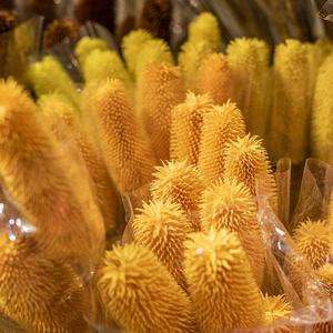 Pinceau Boho en forme de bouteille naturelle, motifs de fleurs séchées, pour un Arrangement Floral, tête de <span class=keywords><strong>plante</strong></span> préservée, Branches de Banksia Dipsacus - Product Image 5