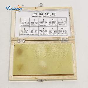 Ensemble de spécimens fossiles animaux, modèle anatomique en PVC pour l'enseignement des sciences médicales - Product Image 4