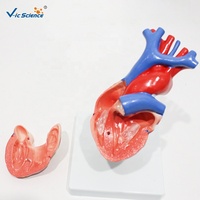 Modelo Anatómico de Corazón Humano de Tamaño Natural, Modelo de Corazón Desmontable para Enseñanza Cardiovascular, CE/ISO/ROHS/CNAS