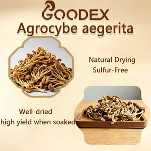 GOODEX Agrocybe <span class=keywords><strong>Aegerita</strong></span> Directement de l'usine - Product Image 5