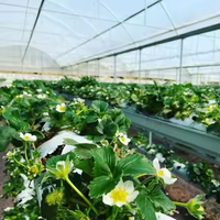 Nueva Lona Grande de Polietileno de Doble Capa con Protección UV para Invernadero, para Agricultura Hidropónica, Garantía de 15-20 Años, Estilo Gótico