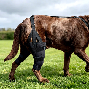 Attelle de genou pour chien pour lésions de la ligament croisé antérieur (LCA) des pattes arrière, support réglable pour la récupération des blessures et la protection des animaux de compagnie - Product Image 1