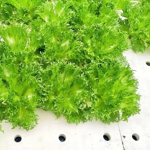 Hidroponía <span class=keywords><strong>Cultivo</strong></span> en aguas profundas Balsa flotante Green House balsas flotantes para cultivar verduras en invernadero comercial - Product Image 1