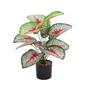 <span class=keywords><strong>Caladium</strong></span> พืชสีเขียวเทียมที่มีหัวใจสีแดงและเส้นเลือดสีขาว-สีเขียวสไตล์นอร์ดิกสำหรับหน้าต่างแสดงภูมิทัศน์ - Product Image 5