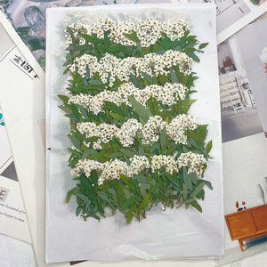 Prix de gros : Petits narcisses naturels pressés et séchés avec tiges, fleurs botaniques véritables pour fournitures DIY en gros - Product Image 2