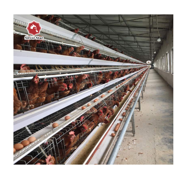 Grossiste matu0026eacute;riel poulet-Acheter les meilleurs matu0026eacute