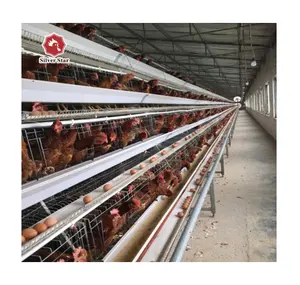 Factory Supply A Type Chicken Layer Breeding Automatic System Chicken Cage