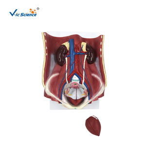 6-Part Dual <span class=keywords><strong>Sex</strong></span> PVC Sistema Urinário Anatomia Modelo Humano Modelo para a Escola Médica & Classroom Use - Product Image 1