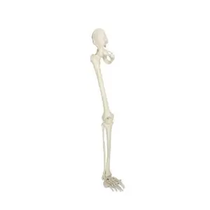 Darhmmy Natuurlijk Groot Menselijk Skelet Botmodel Met Onderste Ledematen Inclusief Heupbeen Voor De Medische Wetenschap