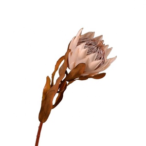 Arreglo de flores preservadas Decoración para el hogar Flores DE BODA King Protea Blush Branch Banksai Natural Real Dry Protea Flower - Product Image 4