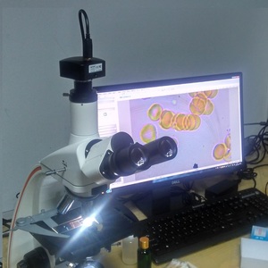 BD-L2000A microscope Biologique avec <span class=keywords><strong>l</strong></span>'infini optique achromatique objecitve lentille de microscope - Product Image 3