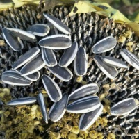 Graines de tournesol grillées noires et blanches saveur originale 5009 363 601 Chine Nouvelle récolte Vente en gros