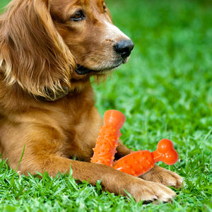 Hueso de juguete para masticar perros de nailon duradero con picos de masaje para Limpieza de dientes, golosinas de entrenamiento para cachorros de razas grandes - Product Image 4