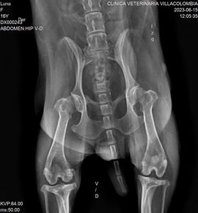 Appareil de radiographie portable filaire OSCAT pour cliniques vétérinaires – Équipement vétérinaire <span class=keywords><strong>mobile</strong></span> pour animaux de compagnie - Product Image 6