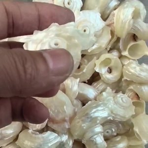 Granchi eremiti che sostituiscono conchiglie collezione di conchiglie naturali lucidate capesante nautica decorazione di pesci vero tocco <span class=keywords><strong>animale</strong></span> Seastar - Product Image 6
