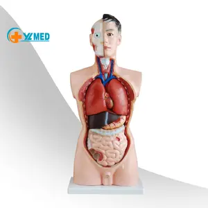 Медицинская медицина, универсальный поставщик медицинских анатомических моделей 85 см, мужские модели человеческого торса с 19 частями