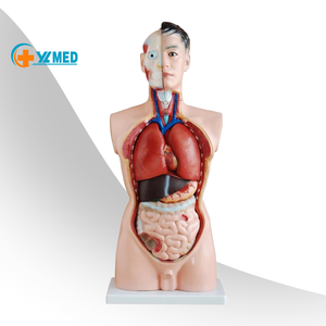 Probador de torso humano para hombre, dispositivo médico para la ciencia médica de 85cm, con 19 piezas - Product Image 1