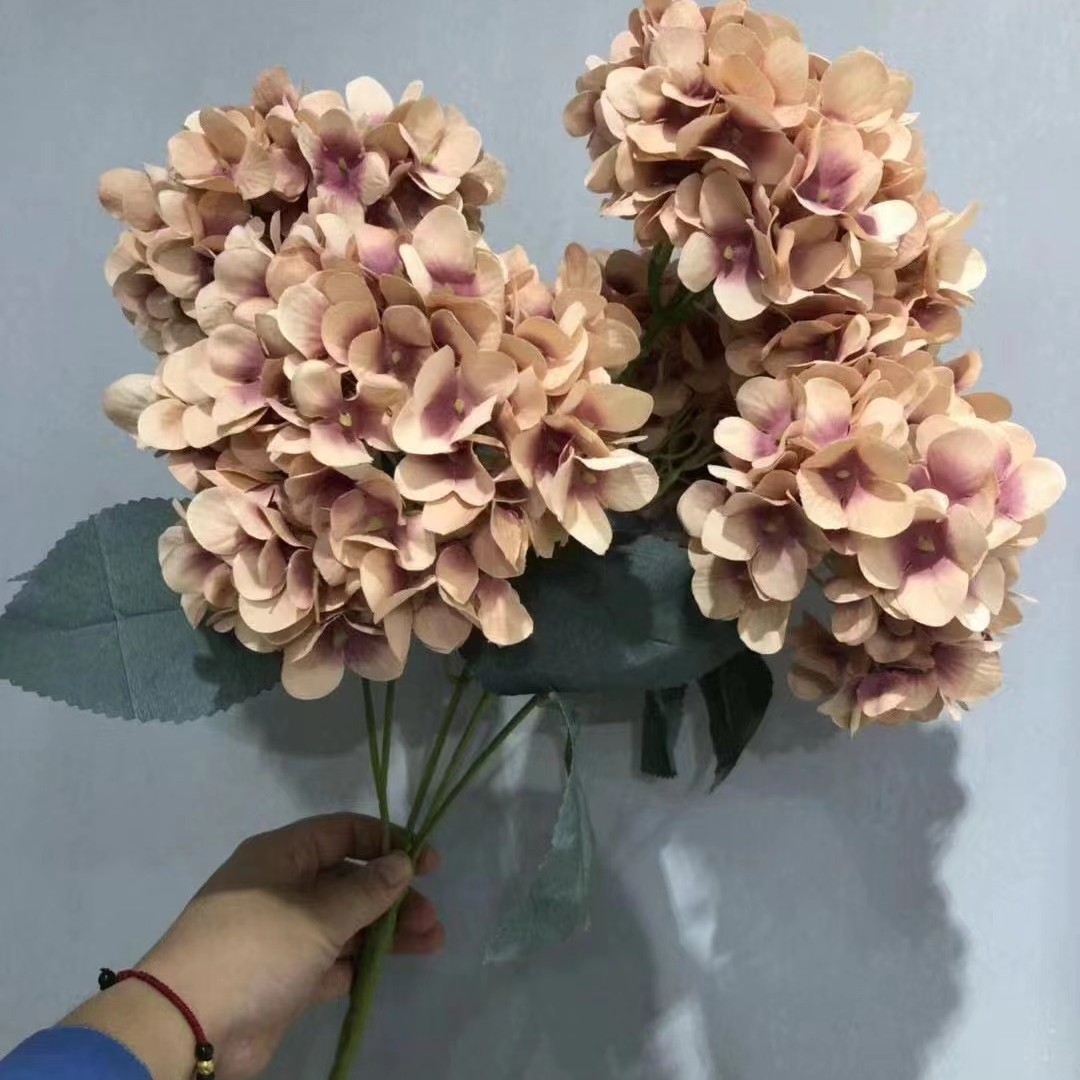 5 tête français hortensia jade poudre