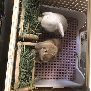 เตียงอุโมงค์ไม้แบบโมเดิร์น ODM/OEM สำหรับกระต่าย เพื่อความสบายและการเล่น - Product Image 4