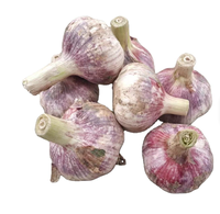 Ail Blanc Frais en Gros à Prix Compétitif, Légume Frais du Shandong, Chine, pour l'Exportation en Gros
