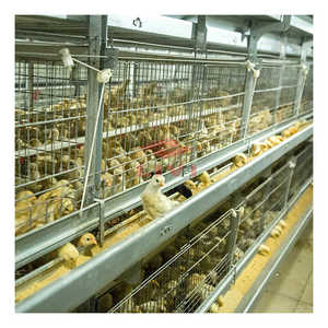 Bé lớp pullet Pin Chick Cage hệ thống cho Nigeria bán với phân vành đai - Product Image 3