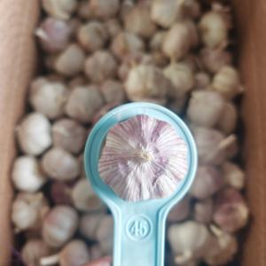 Cina fornitore di verdure fresche fresche secco normale aglio bianco/aglio rosso con il prezzo a buon mercato per uso alimentare - Product Image 2