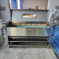 Machine à éplucher électrique automatique à brosse rotative pour pommes de terre, gingembre, homard et concombre